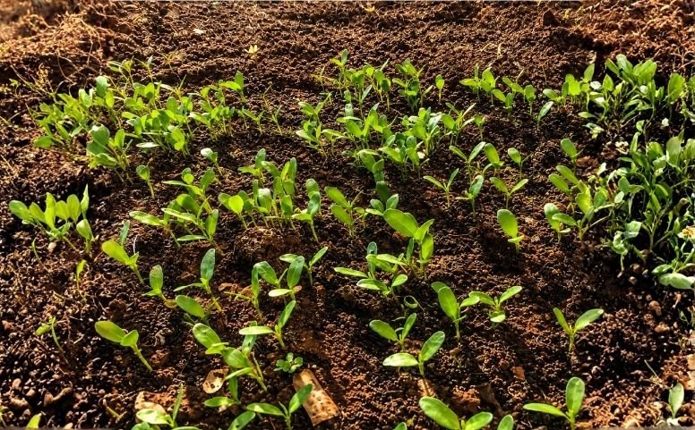 Harnessing the Power of Compost: Transforming Landscapes and Nurseries