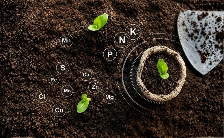 Unlocking the Secrets of Plant Nutrition: A Guide to Micro and Macro Nutrients