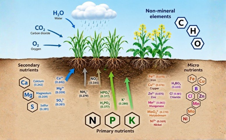 The Plant Growth Cycle: Absorbing Inorganic nutrients and converting to Organic compounds